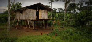 A house on stilts in the amazon